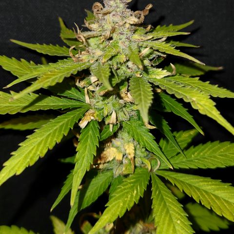 E-M Seeds Auto Reg (run #1) Female #05 growlog timeline photo