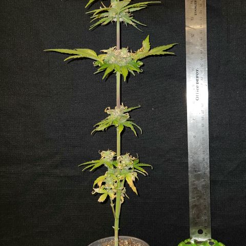 E-M Seeds Auto Reg (run #1) Female #05 growlog timeline photo
