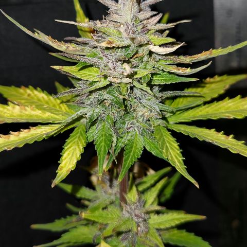 E-M Seeds Auto Reg (run #1) Female #06 growlog timeline photo