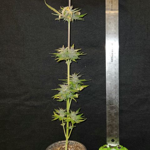 E-M Seeds Auto Reg (run #1) Female #06 growlog timeline photo