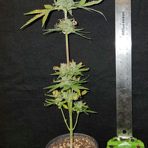 E-M Seeds Auto Reg (run #1) Female #07 growlog timeline photo