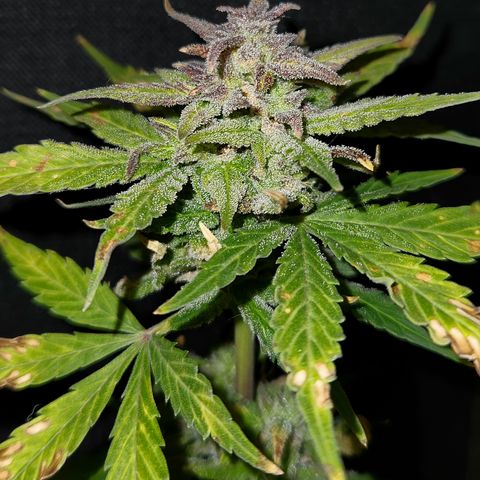 E-M Seeds Auto Reg (run #1) Female #07 growlog timeline photo