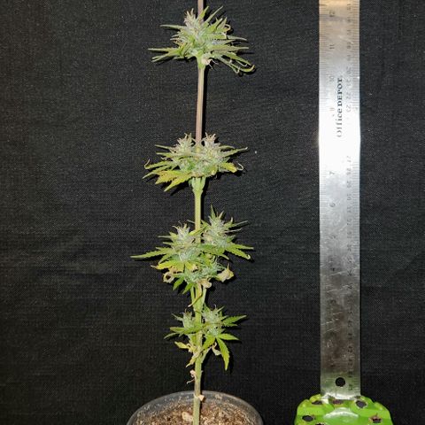 E-M Seeds Auto Reg (run #1) Female #08 growlog timeline photo