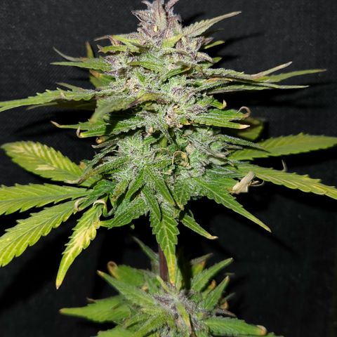 E-M Seeds Auto Reg (run #1) Female #08 growlog timeline photo