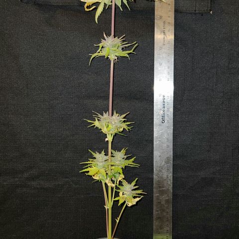 E-M Seeds Auto Reg (run #1) Female #09 growlog timeline photo