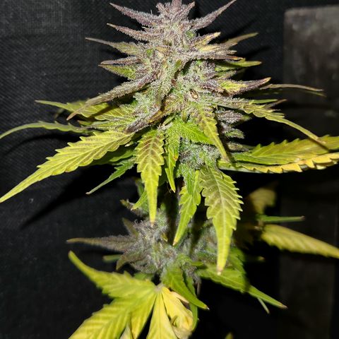 E-M Seeds Auto Reg (run #1) Female #09 growlog timeline photo