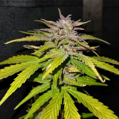 E-M Seeds Auto Reg (run #1) Female #10 growlog timeline photo