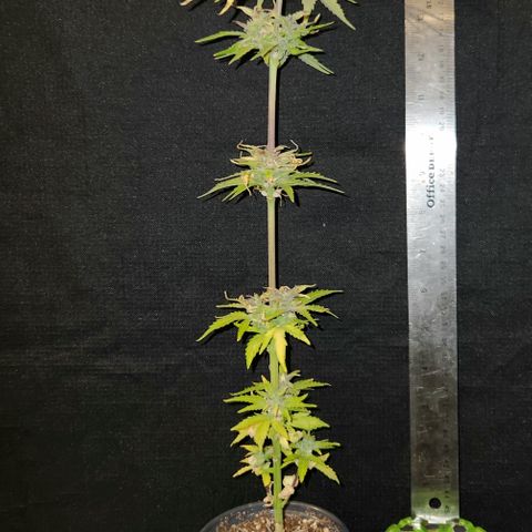 E-M Seeds Auto Reg (run #1) Female #10 growlog timeline photo