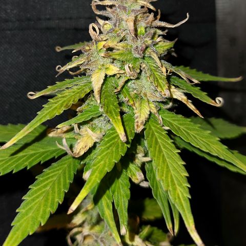 E-M Seeds Auto Reg (run #1) Female #11 growlog timeline photo