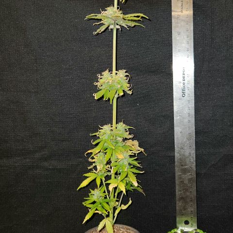 E-M Seeds Auto Reg (run #1) Female #11 growlog timeline photo