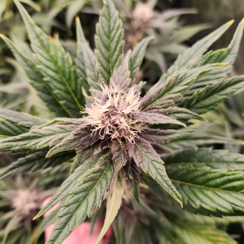 GDB F2 auto growlog timeline photo