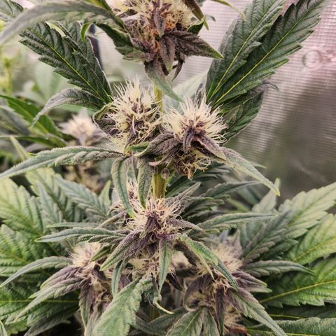 GDB F2 auto growlog timeline photo
