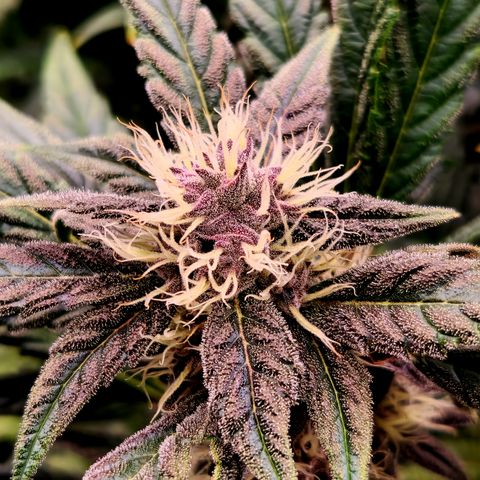 GDB F2 auto growlog timeline photo