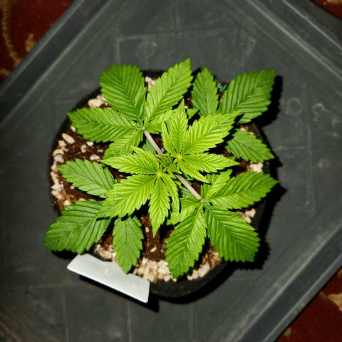 Pauly Walnuts  growlog timeline photo