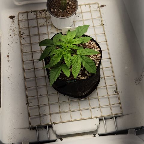 Pauly Walnuts  growlog timeline photo