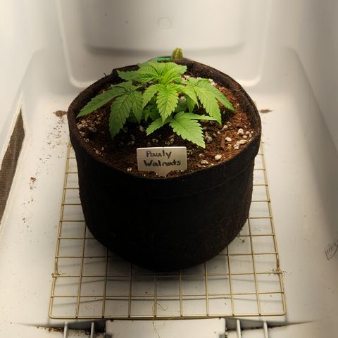 Pauly Walnuts  growlog timeline photo