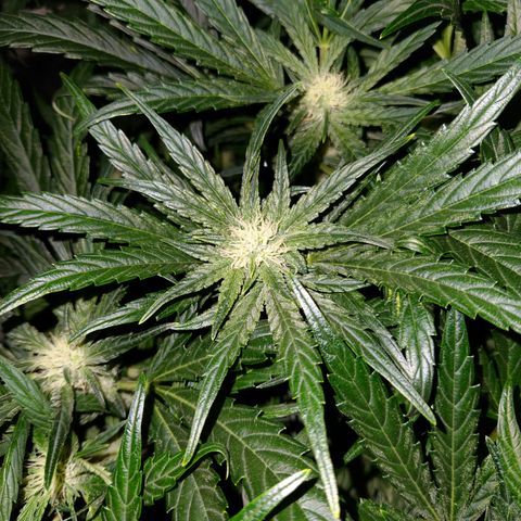 LPC auto tester growlog timeline photo