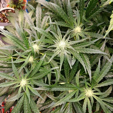 LPC auto tester growlog timeline photo