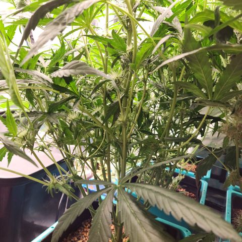 LPC auto tester growlog timeline photo