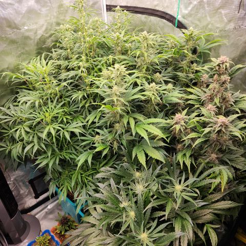 Gorilla Glue auto growlog timeline photo