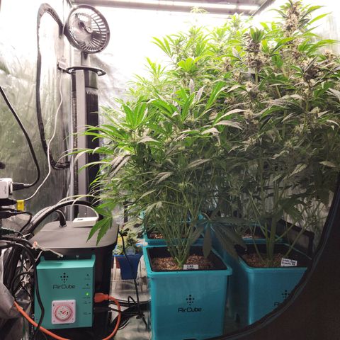 Gorilla Glue auto growlog timeline photo