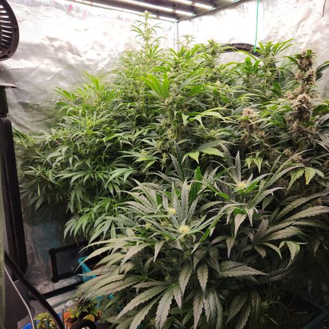 Gorilla Glue auto growlog timeline photo