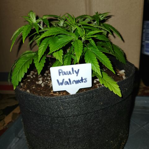 Pauly Walnuts  growlog timeline photo
