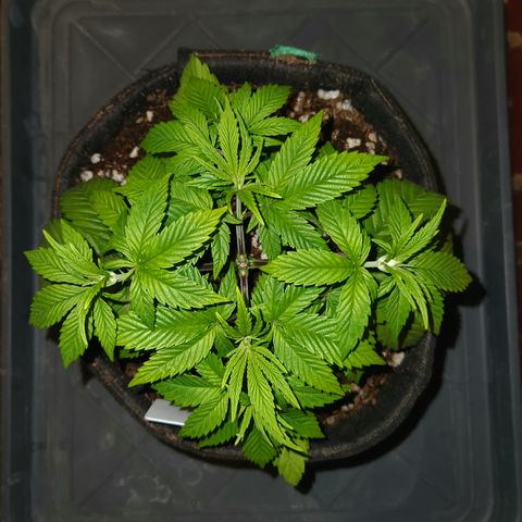 Pauly Walnuts  growlog timeline photo