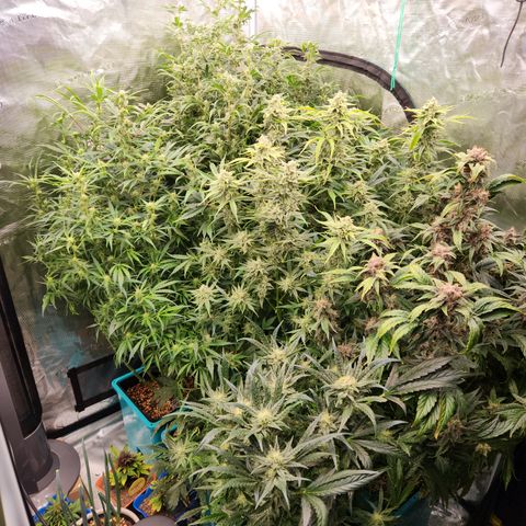 Gorilla Glue auto growlog timeline photo