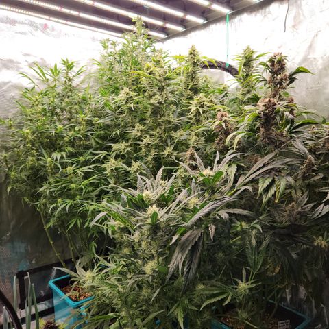 Gorilla Glue auto growlog timeline photo