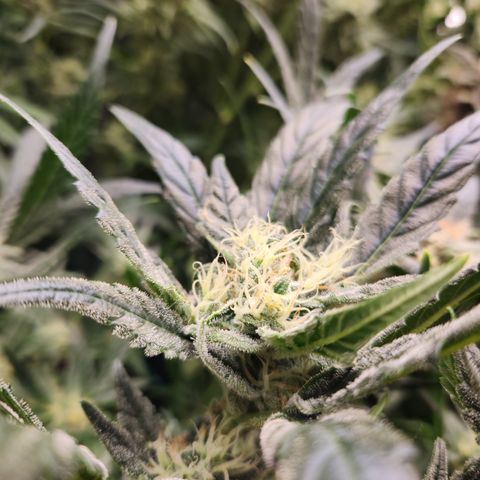 LPC auto tester growlog timeline photo
