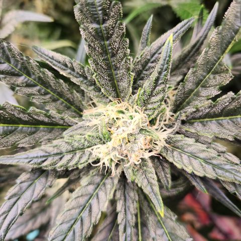 LPC auto tester growlog timeline photo