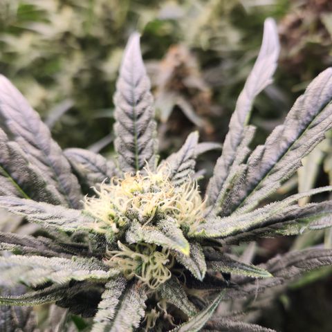 LPC auto tester growlog timeline photo