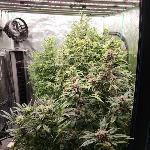 Gorilla Glue auto growlog timeline photo