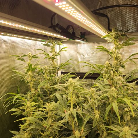 Gorilla Glue auto growlog timeline photo