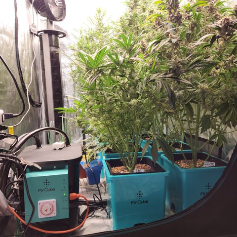 Gorilla Glue auto growlog timeline photo