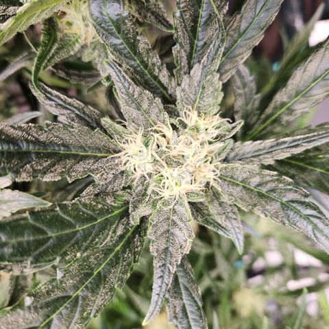 LPC auto tester growlog timeline photo