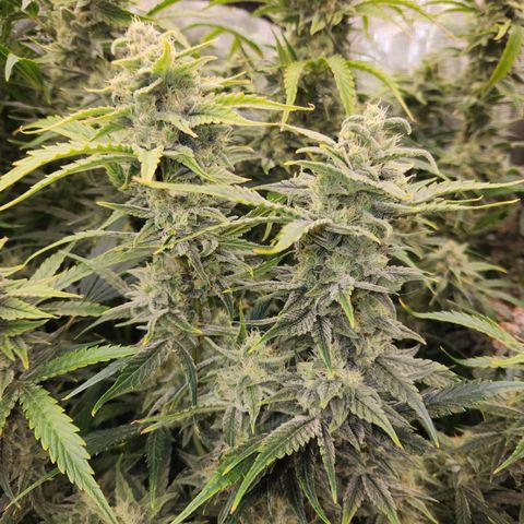 White Crack × Marathon OG auto growlog timeline photo