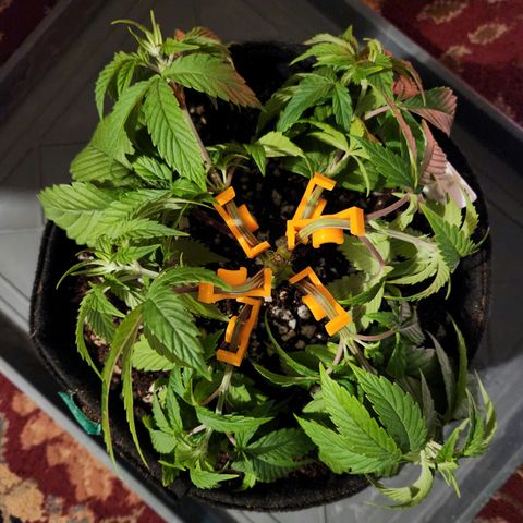 Pauly Walnuts  growlog timeline photo