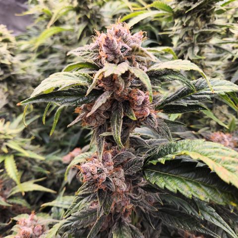 GDB F2 auto growlog timeline photo