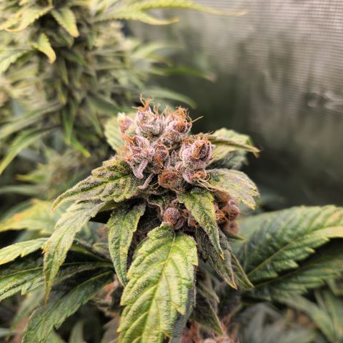 GDB F2 auto growlog timeline photo