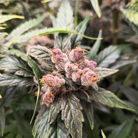 GDB F2 auto growlog timeline photo