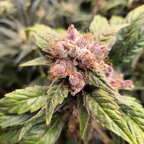 GDB F2 auto growlog timeline photo