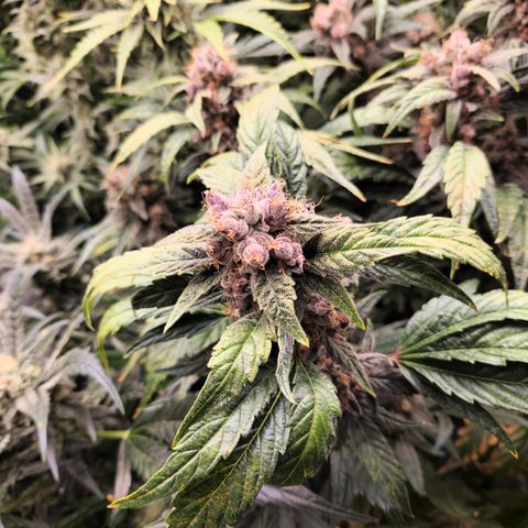 GDB F2 auto growlog timeline photo
