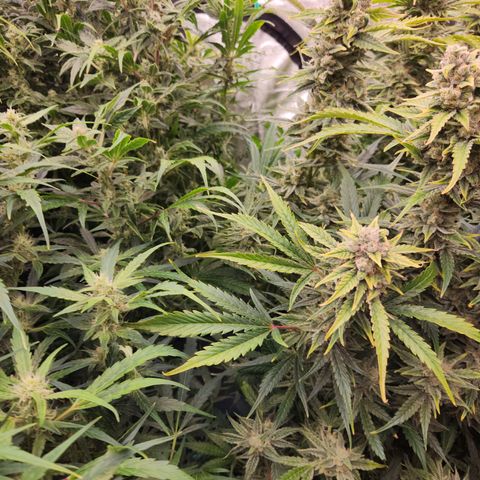 White Crack × Marathon OG auto growlog timeline photo