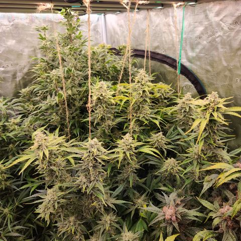 White Crack × Marathon OG auto growlog timeline photo