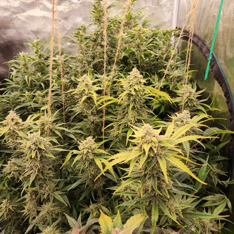 White Crack × Marathon OG auto growlog timeline photo