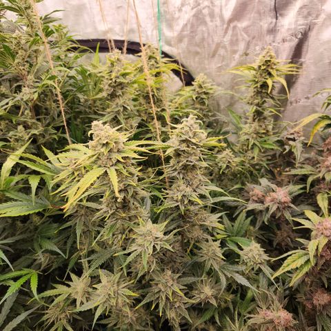 White Crack × Marathon OG auto growlog timeline photo