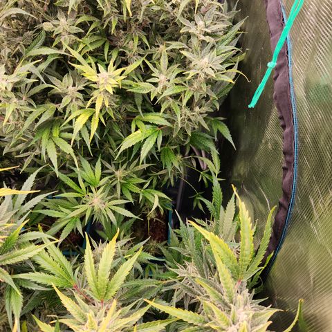 White Crack × Marathon OG auto growlog timeline photo