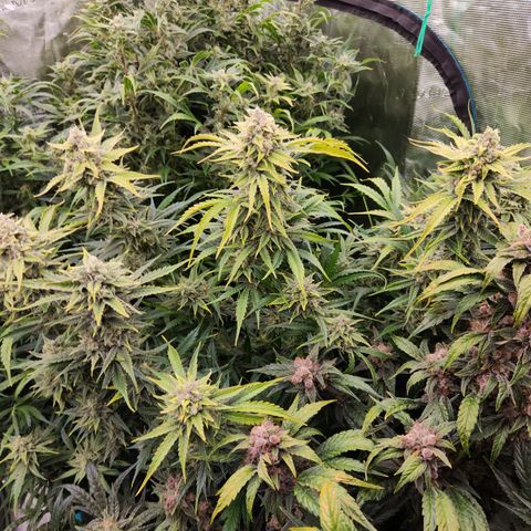 White Crack × Marathon OG auto growlog timeline photo
